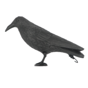 Vogelverschrikker kraai