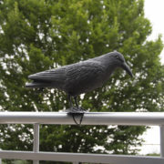 Vogelverschrikker kraai