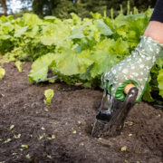 Planteur à bulbes