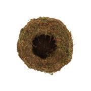 Kokedama ball M