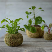 Kokedama ball M