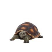 Turtle S