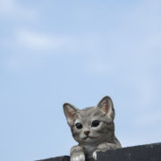 Zaunhänger Katze