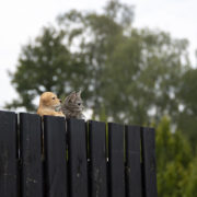 Zaunhänger Katze