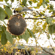 Dried sunflower
