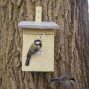 Nest box great tit
