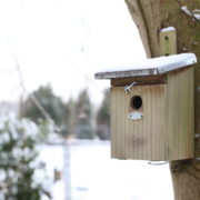 Nest box great tit