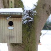Nest box great tit