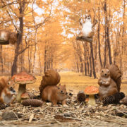 Squirrel sitting S