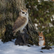 Squirrel sitting S