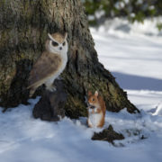Squirrel sitting S