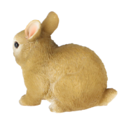Dwarf rabbit