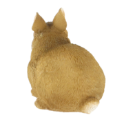 Dwarf rabbit
