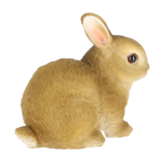 Dwarf rabbit
