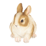 Dwarf rabbit
