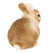 Dwarf rabbit