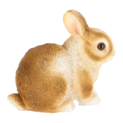 Dwarf rabbit