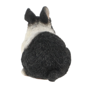 Dwarf rabbit