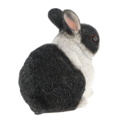 Dwarf rabbit
