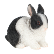 Dwarf rabbit