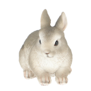 Dwarf rabbit