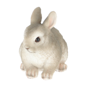 Dwarf rabbit