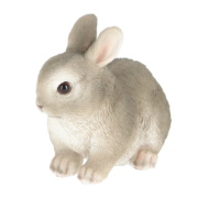 Dwarf rabbit