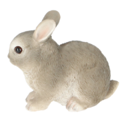 Dwarf rabbit