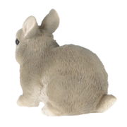 Dwarf rabbit
