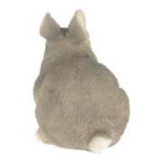Dwarf rabbit