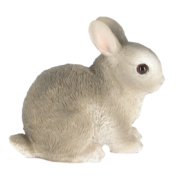 Dwarf rabbit