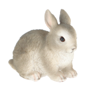 Dwarf rabbit