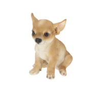 Sitzender Chihuahua Welpe