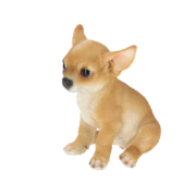 Sitzender Chihuahua Welpe