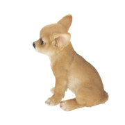 Sitzender Chihuahua Welpe