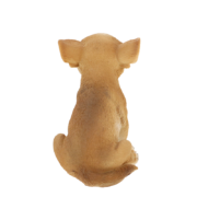 Sitzender Chihuahua Welpe