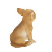 Sitzender Chihuahua Welpe