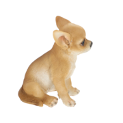 Sitzender Chihuahua Welpe