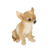 Sitzender Chihuahua Welpe