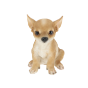 Sitzender Chihuahua Welpe