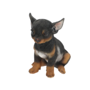 Sitzender Chihuahua Welpe