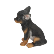 Sitzender Chihuahua Welpe