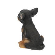 Sitzender Chihuahua Welpe