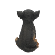 Sitzender Chihuahua Welpe