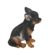 Sitzender Chihuahua Welpe
