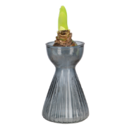 Vase bulbe amaryllis strié