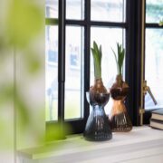 Vase bulbe amaryllis strié