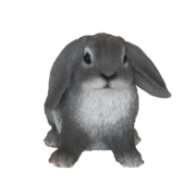 Lapin