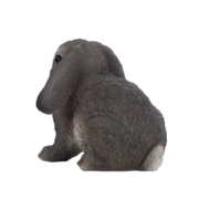 Lapin