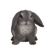Lapin
